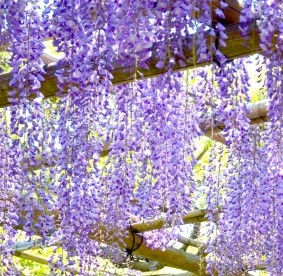 縮圖：Wisteria