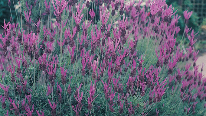 #11810-LAVENDER French Lavender