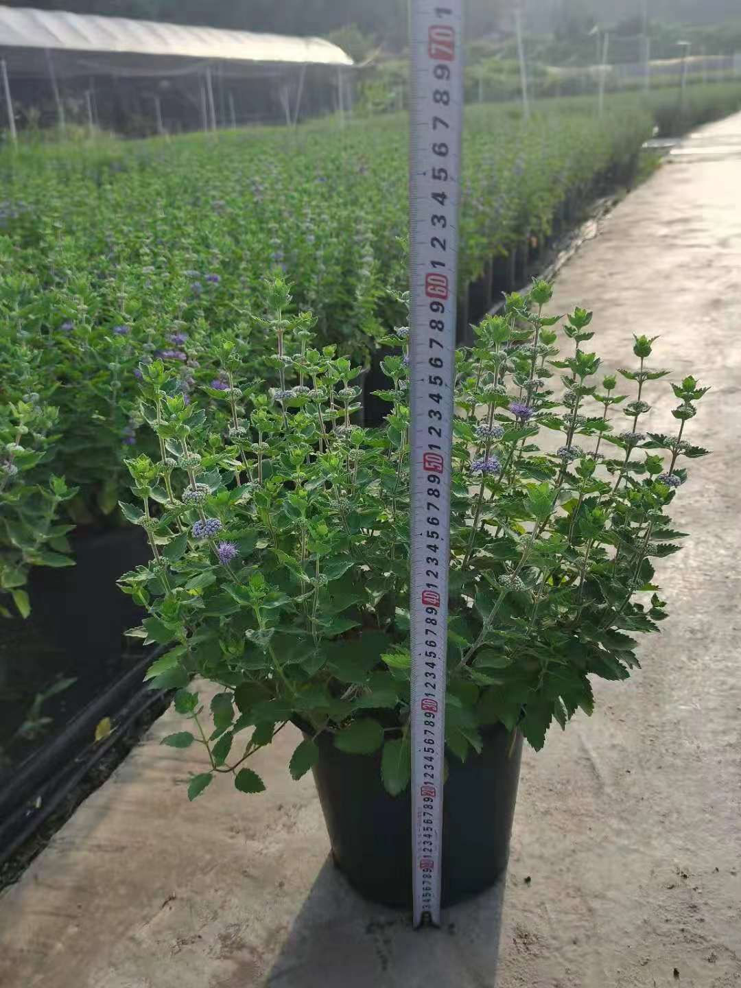 加侖寶塔花
