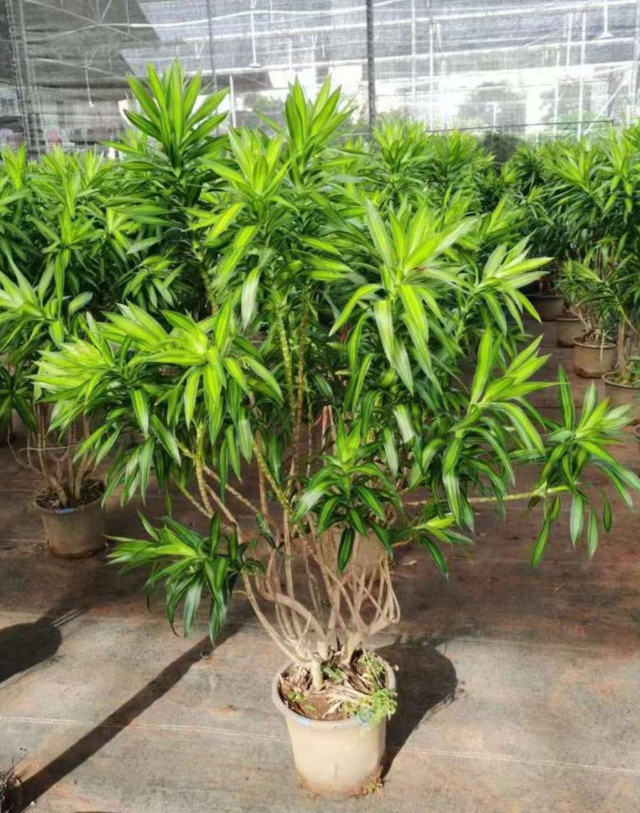 縮圖：米1-百合竹