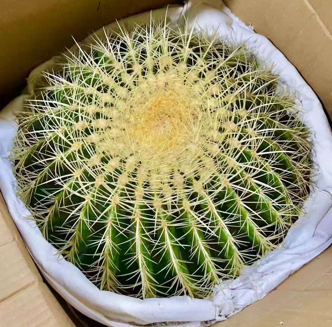 仙人球-金虎40CM