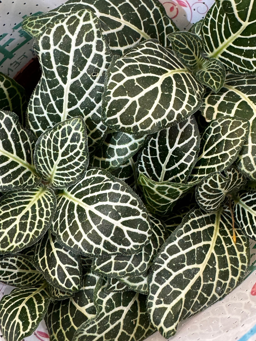 縮圖：90-網紋草-Fittonia