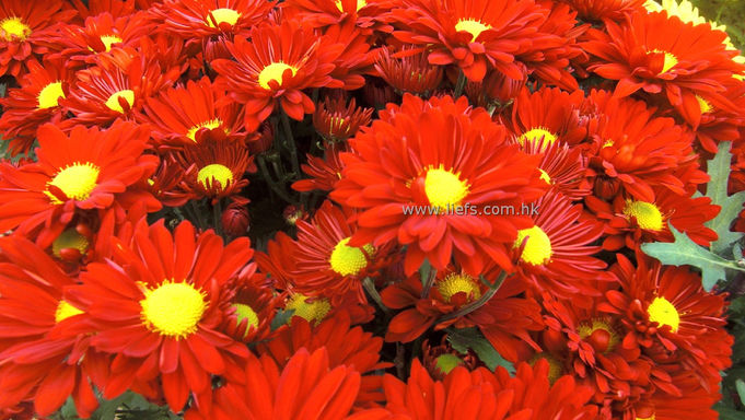 黃心紅菊-9吋盆