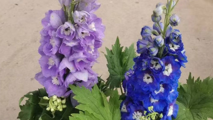 飛燕草Delphinium