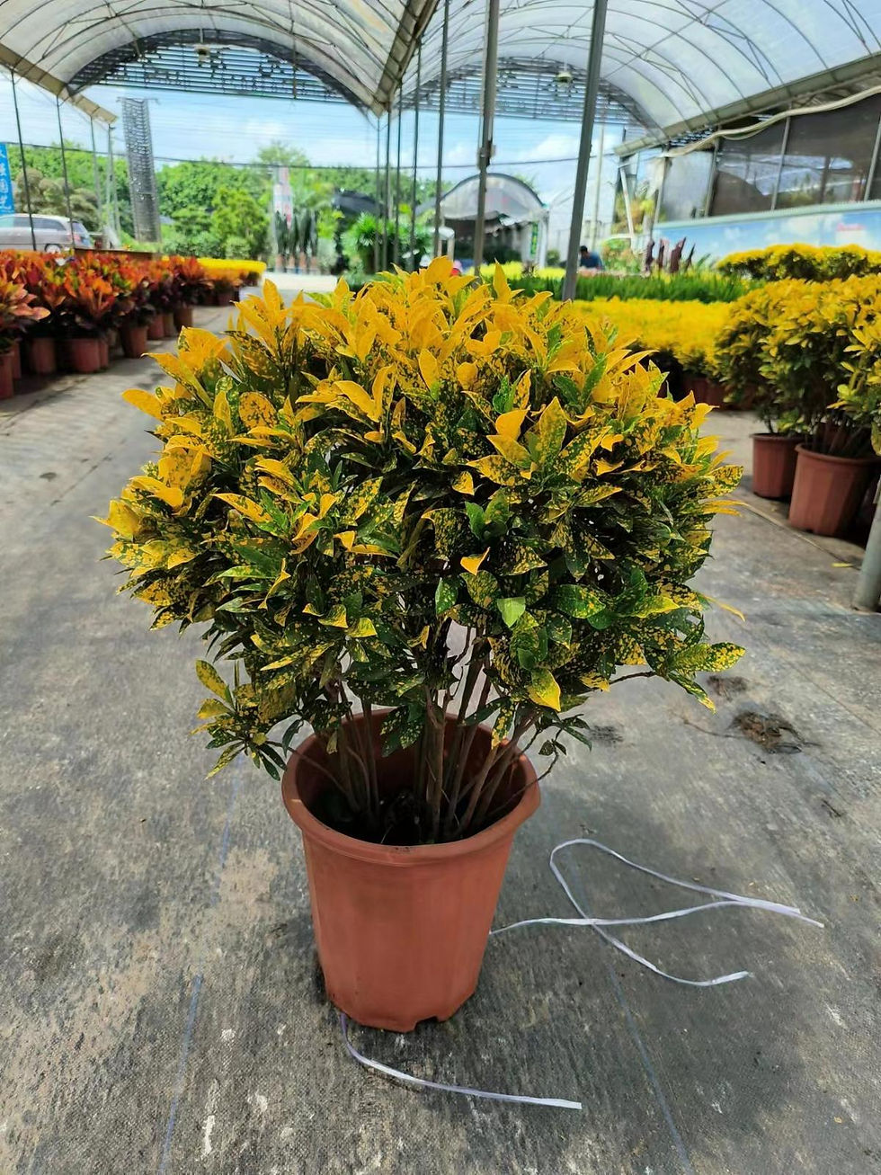 縮圖：320灑金榕