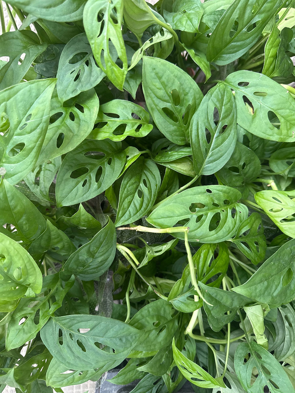 縮圖：110攀爬巨洞-路路通