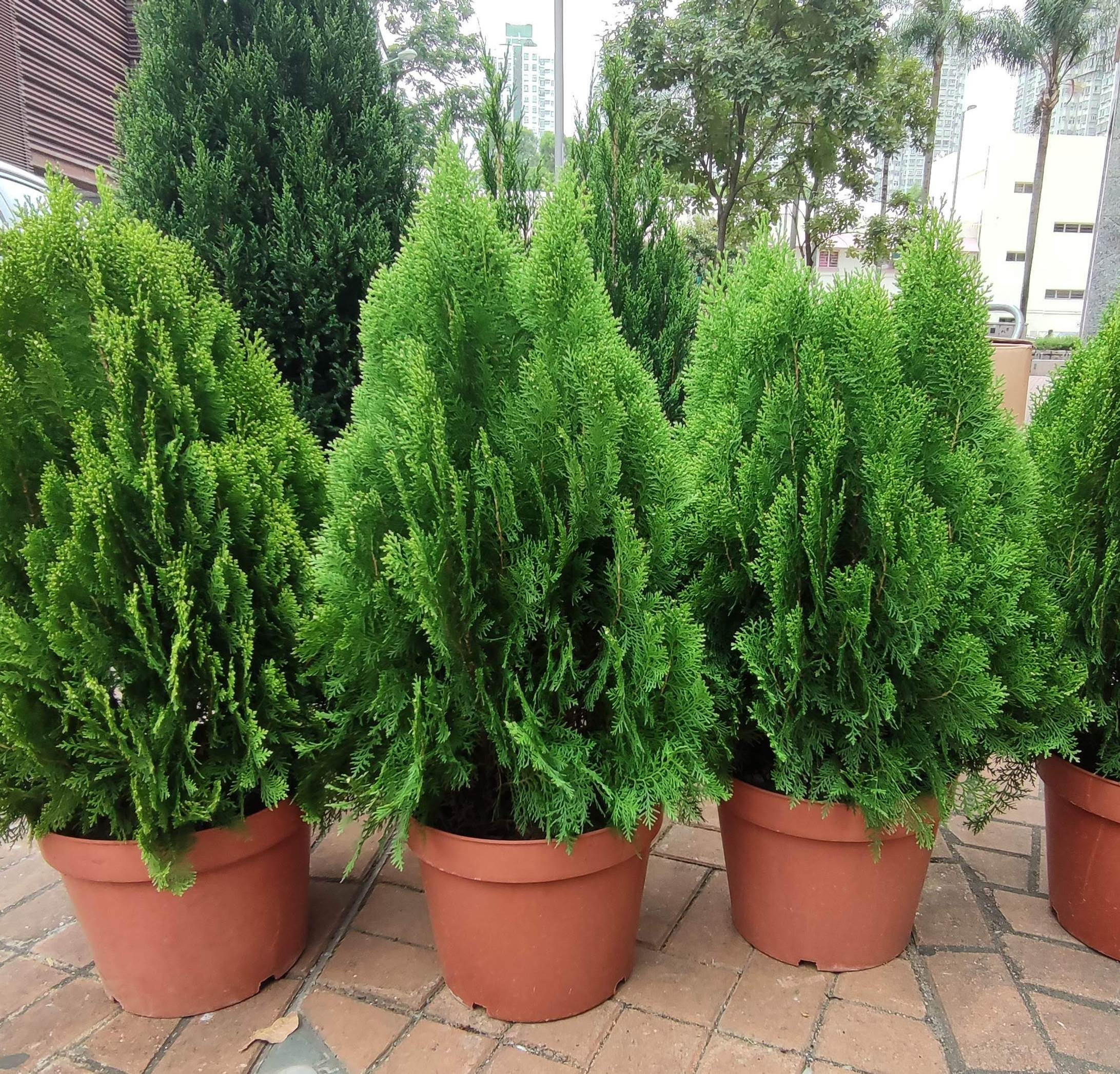 植物-70CM高度-扁柏