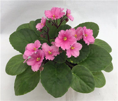 縮圖：非洲紫羅蘭-Saintpaulia-90