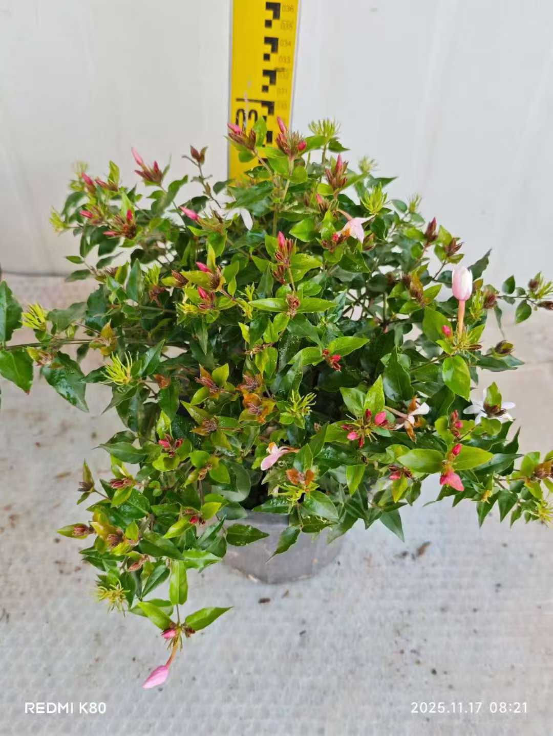 230-粉苞苿莉