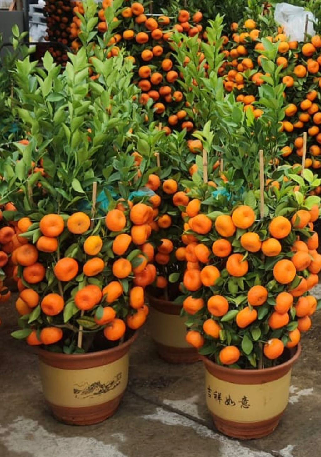 朱硃吉-1米2高-紫砂盆