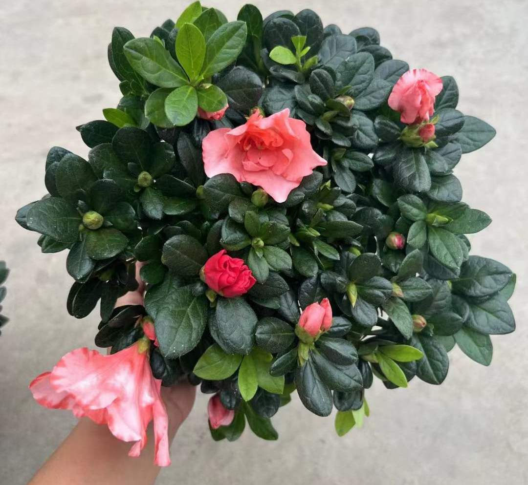 180比利時杜鵑-粉