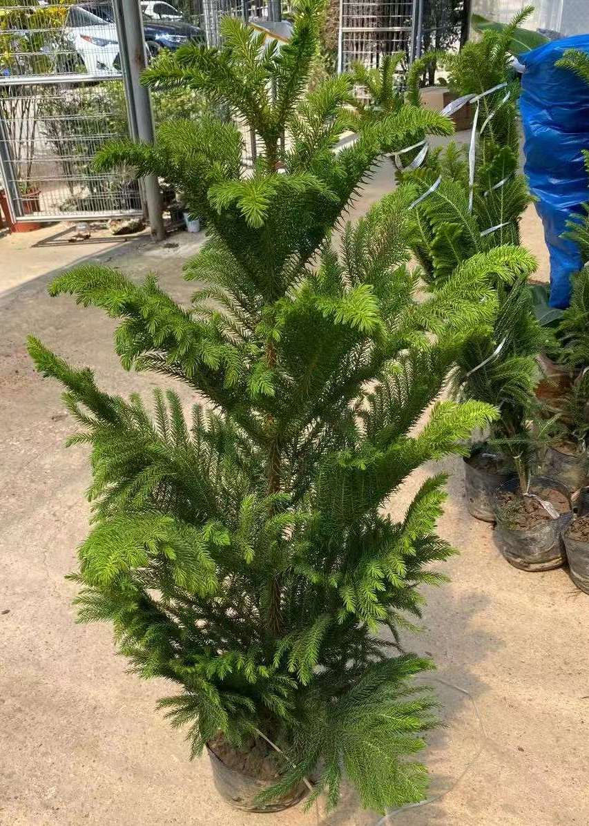縮圖：南洋杉-Araucaria.cunninghamii