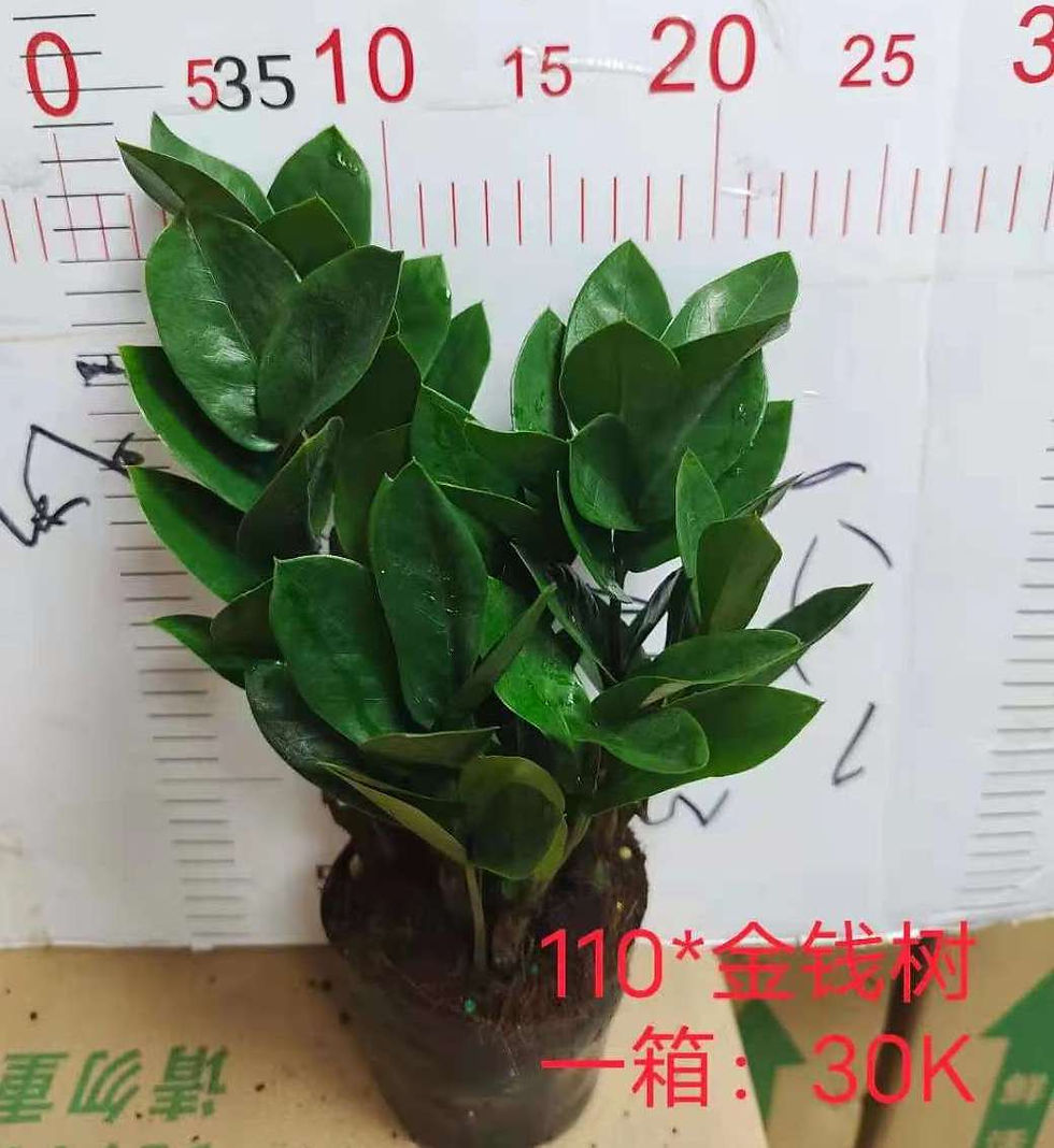 縮圖：金錢樹-Zamioculcas