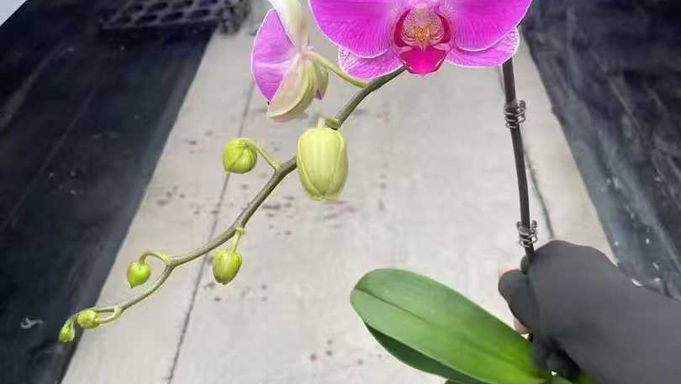 2.8吋盆-蝴蝶蘭-情人二號