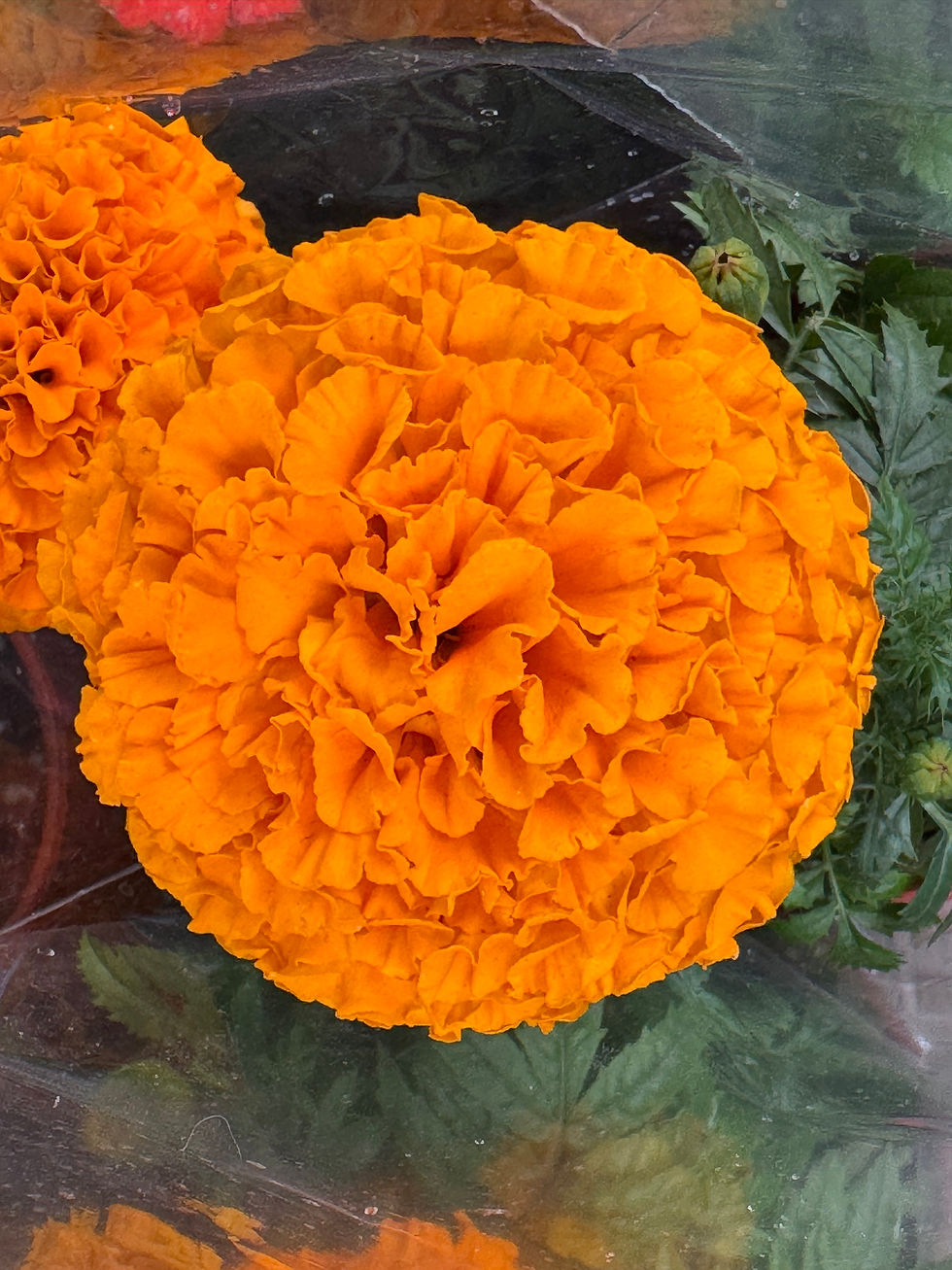 縮圖：花卉-萬壽菊-橙色