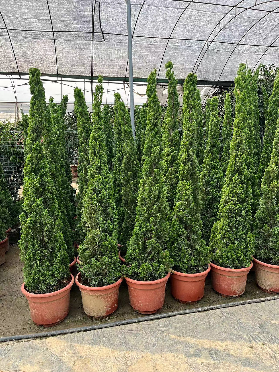 縮圖：龍柏-1米8-2米