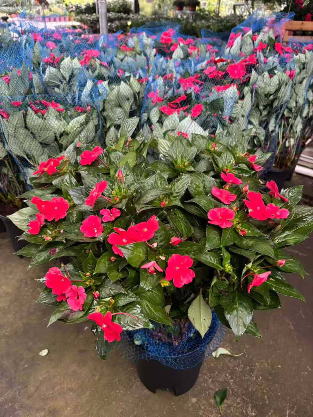 花卉-2加-新幾內亞鳳仙