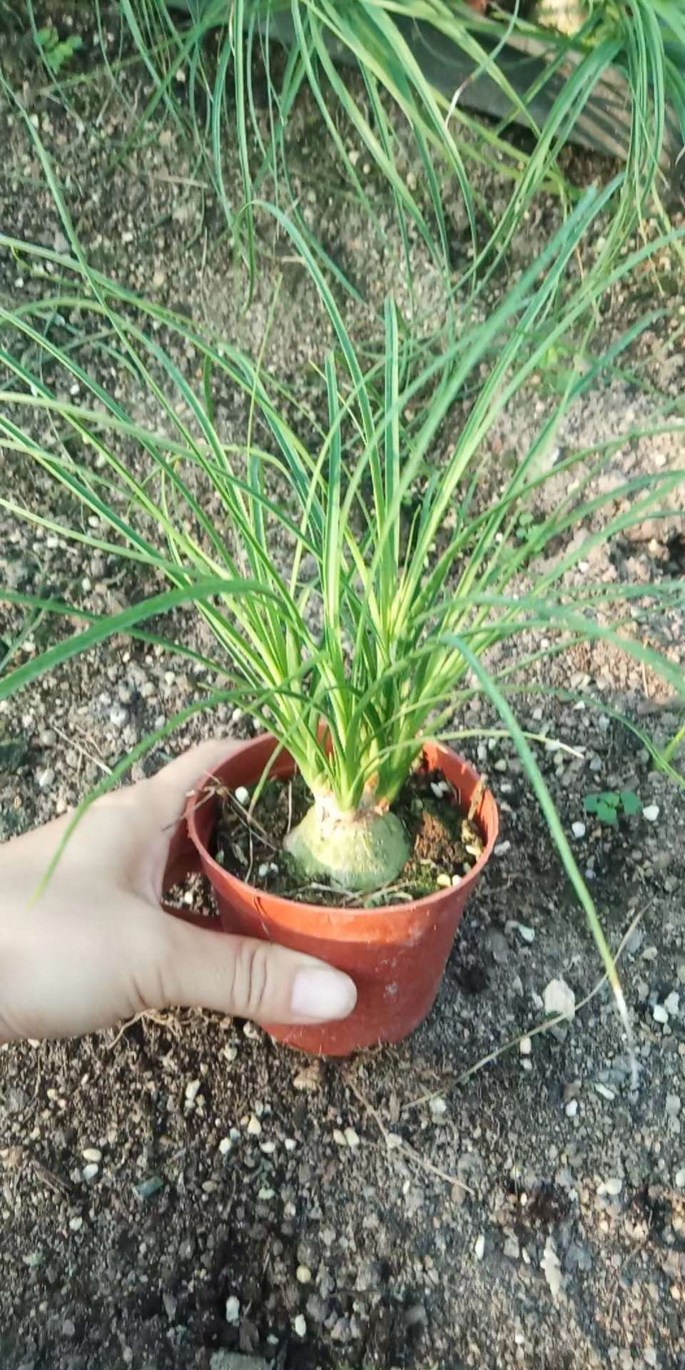 縮圖：90酒瓶蘭-Nolina recurvata