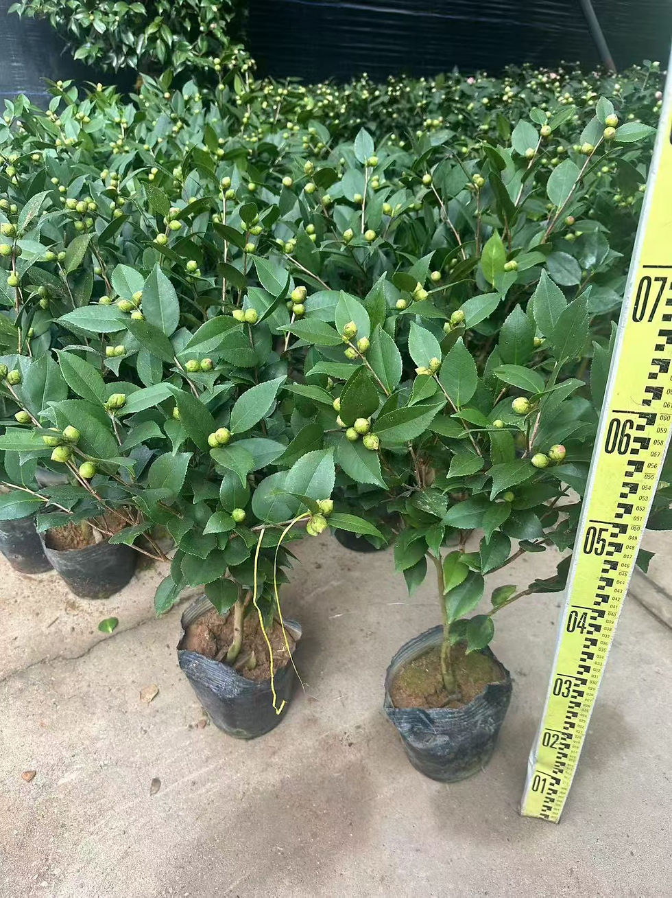 縮圖：180茶花-香茶