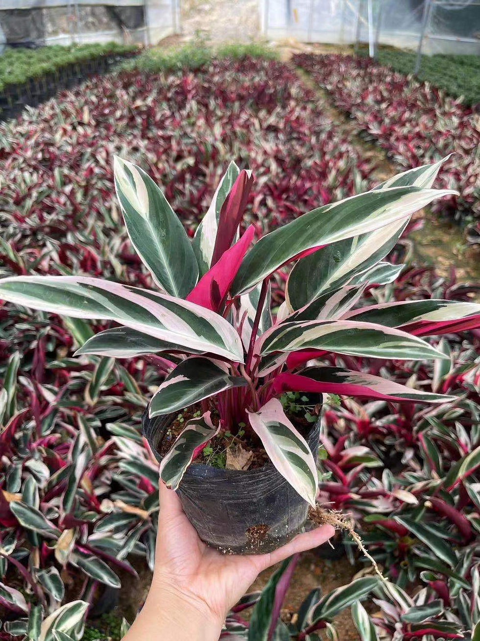 縮圖：130七彩竹芋