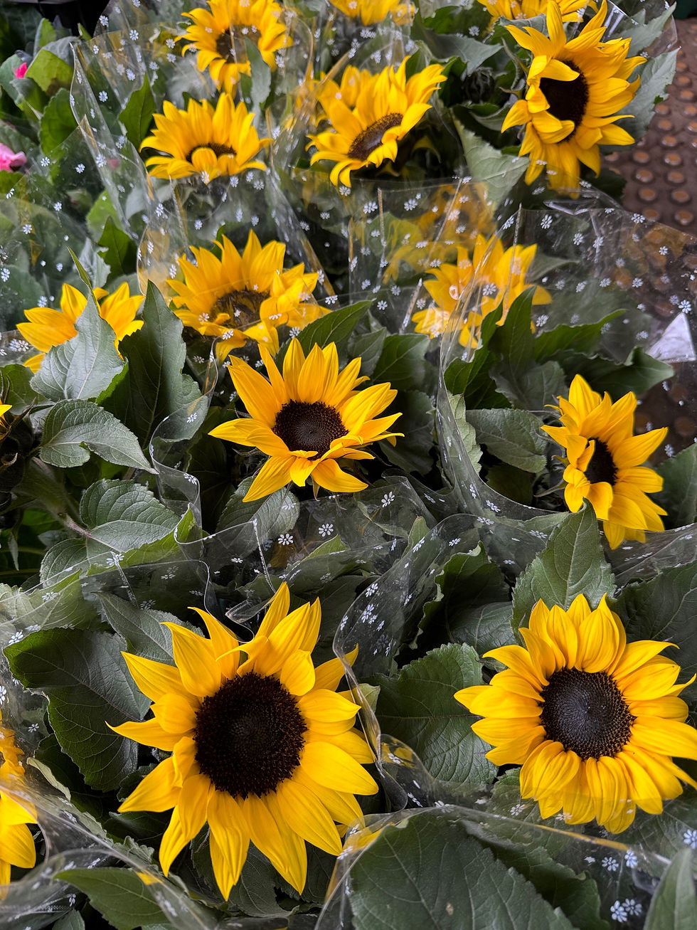 縮圖：向日葵Sunflower