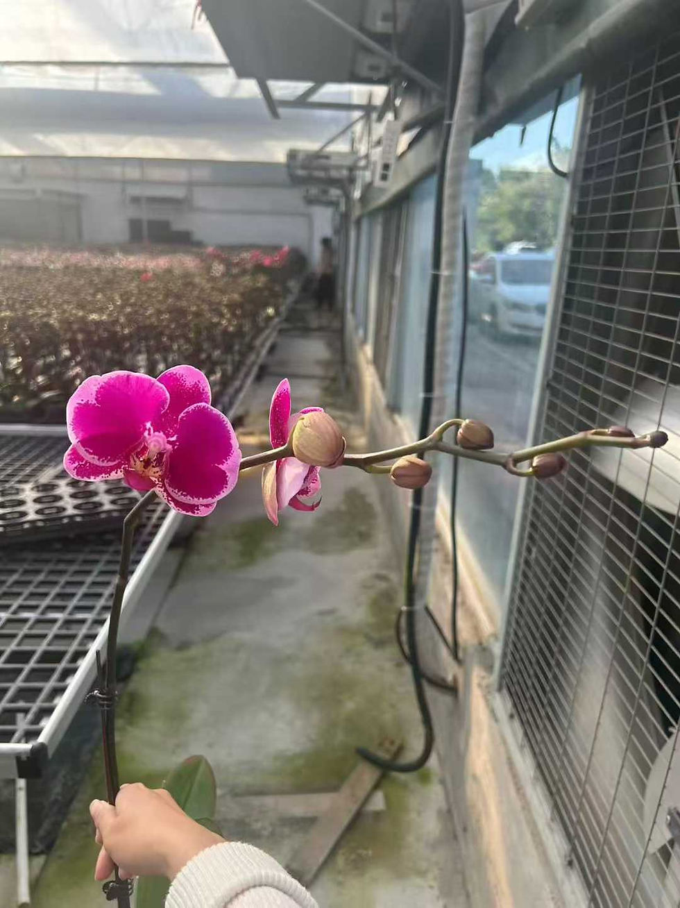 縮圖：3吋盆-蝴蝶蘭-金財主