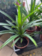 縮圖：斑蘭葉-Fragrant Pandan