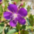 Glory Bush