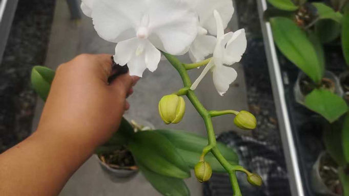 3吋盆-蝴蝶蘭-Phalaenopsis-白天鵝