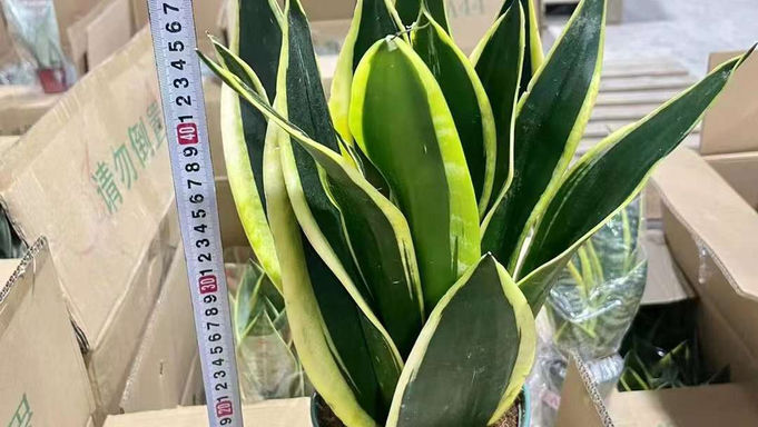 1加侖虎尾蘭-Sansevieria