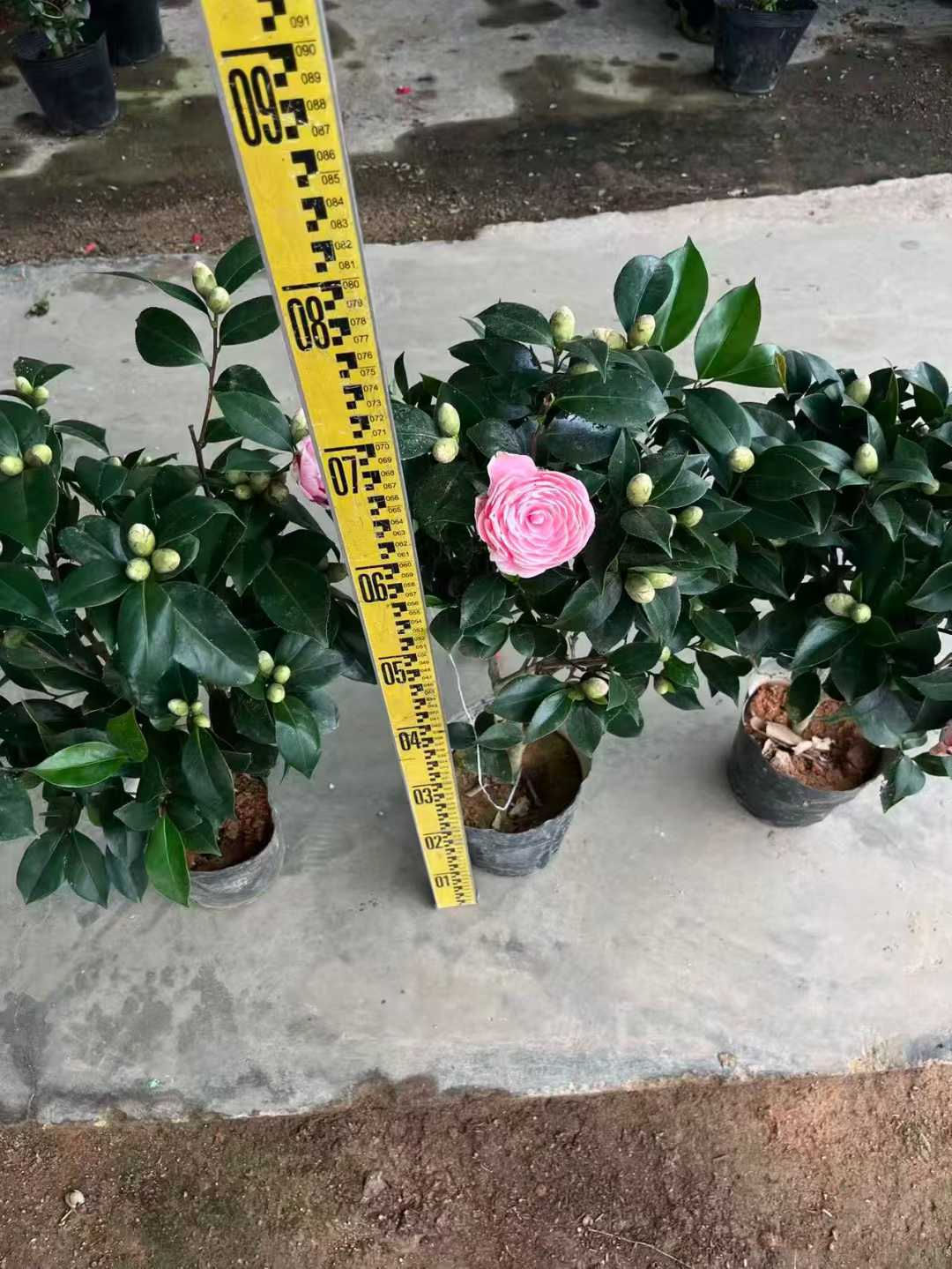 210-茶花-香茶-粉