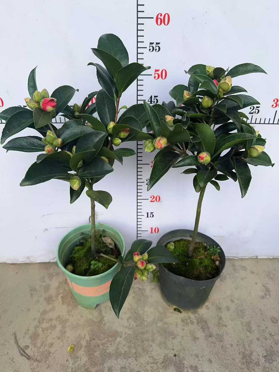 縮圖：1加-夏日七星-四季茶花