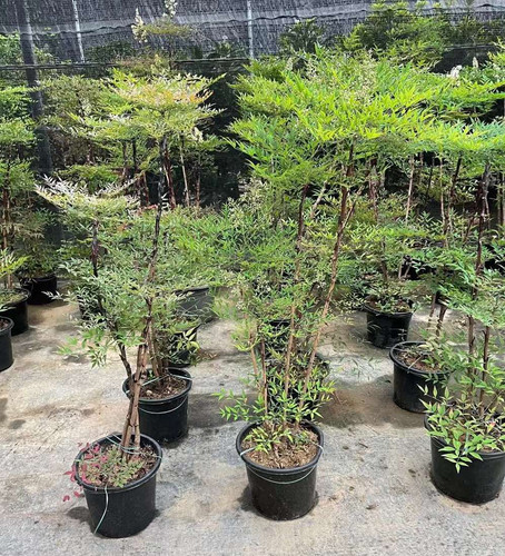 1米5-南天竺-Sacred Bamboo | LIEFS GARDEN