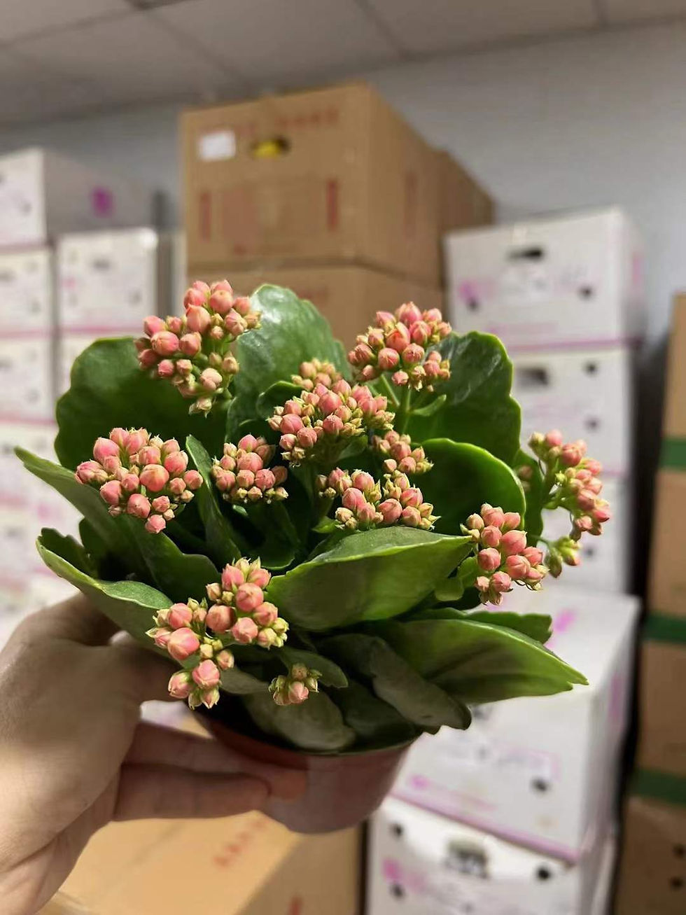 縮圖：110長壽花