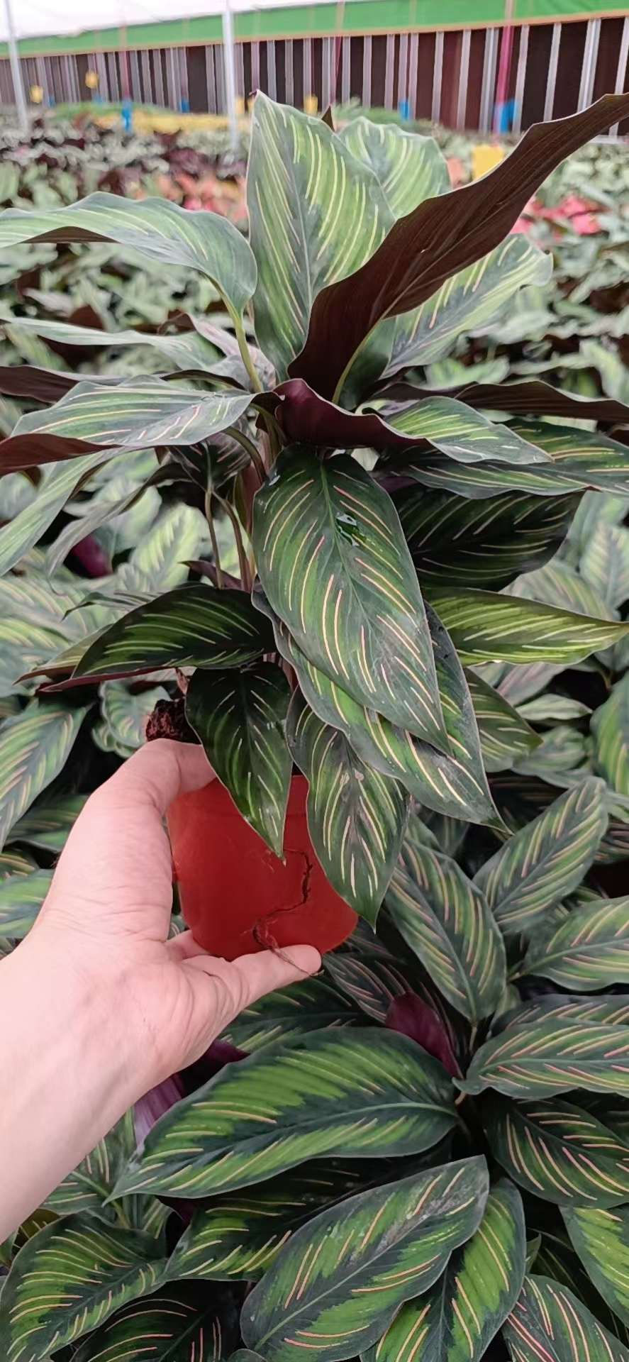 縮圖：110魅力之星-竹芋