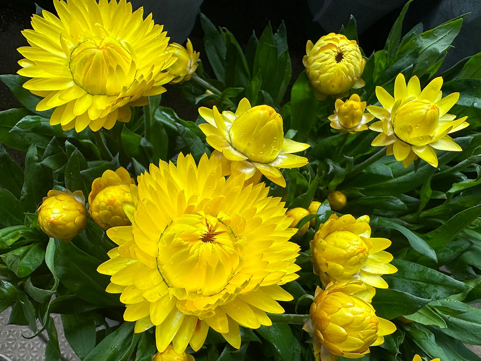 縮圖：麥杆菊-Strawflower