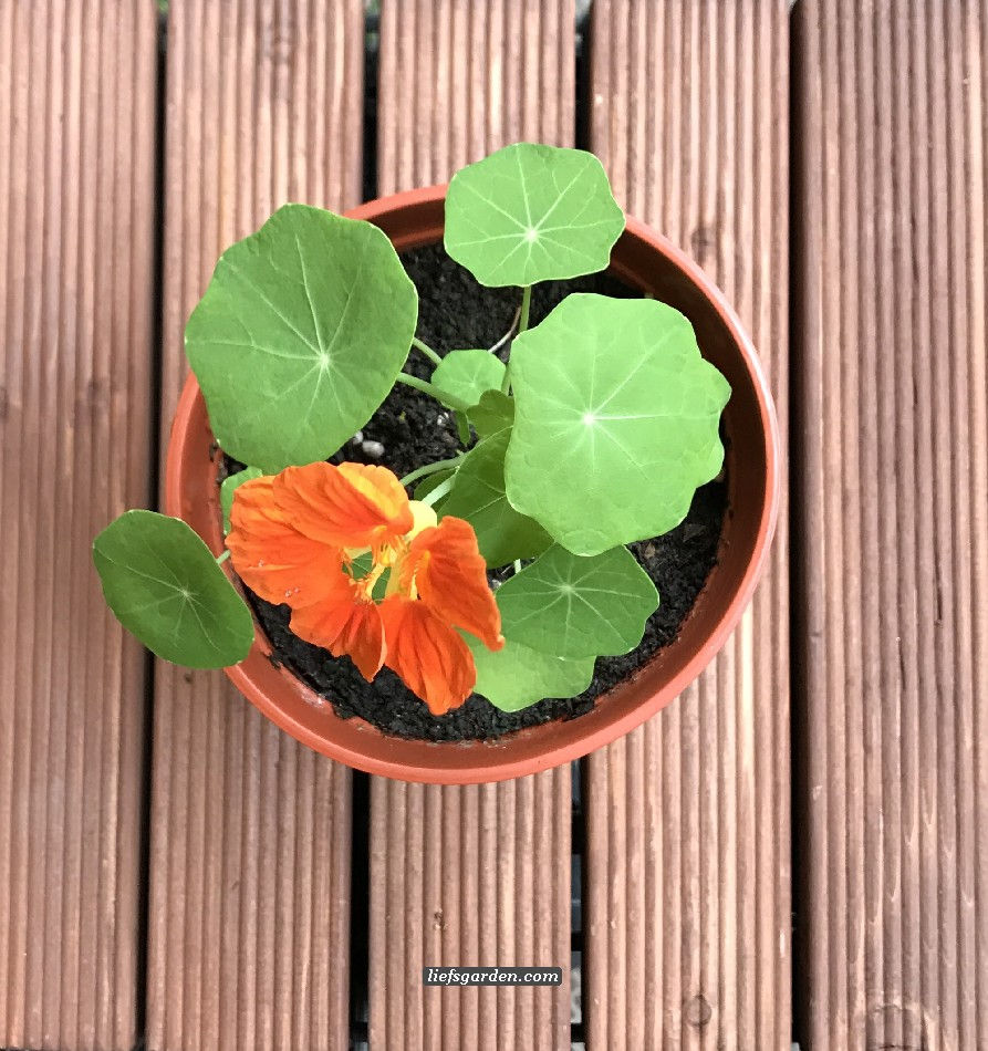 縮圖：H-金蓮花