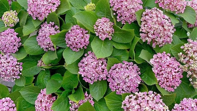 鏽球-15加侖-愛莎