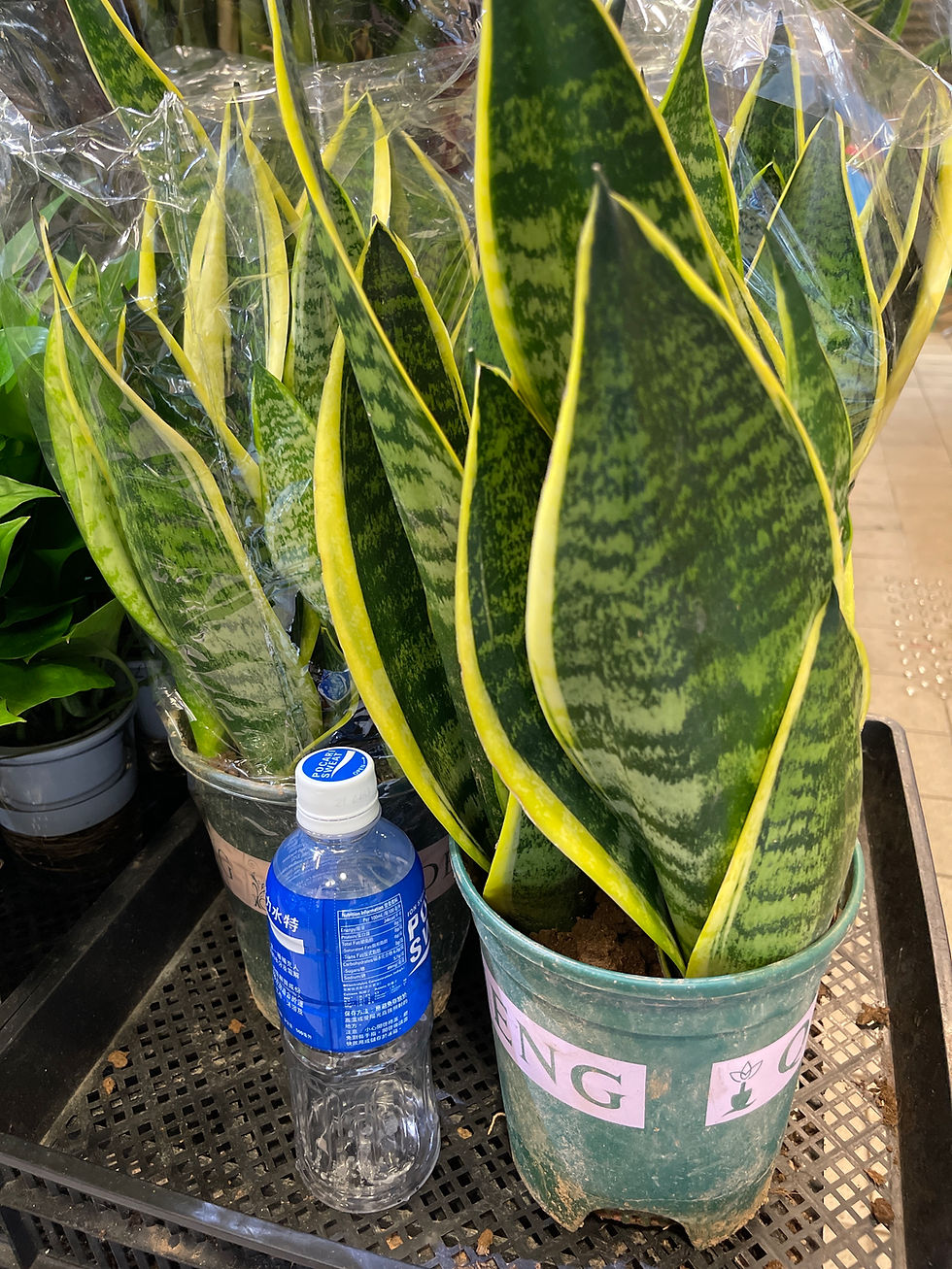 縮圖：1加侖虎尾蘭-Sansevieria