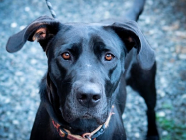 How does music affect animals? 
