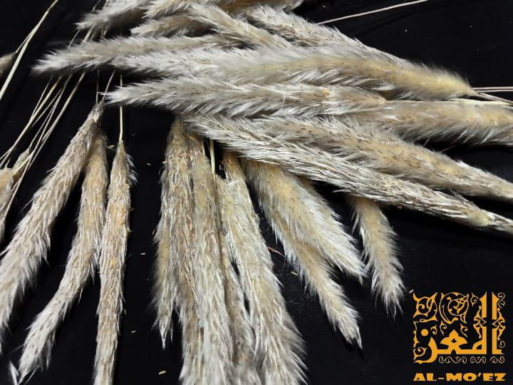 Thumbnail: عود واحد من سنبلة ديل القط