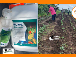 ሐምሌ 13፣2015 - ፈሳሽ ማዳበሪያ ከውጭ ገብቶ ለአርሶ አደሩ እየተሰራጨ ነው ተብሏል