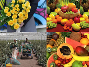 ግንቦት 14፣2016 - የአበባ፤ አትክልት እና ፍራፍሬ ዘርፍ አሁንም ብቃት ያለው አምራች ሃይል ይፈልጋል ተባለ