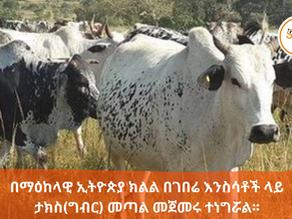 የጥቅምት 8፣2017 - በገበሬ እንስሳቶች ላይ ታክስ(ግብር) መጣል መጀመሩን የማዕከላዊ ኢትዮጵያ ክልል ተናግሯል