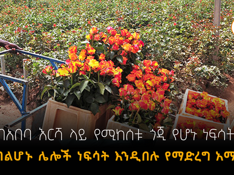 በአበባ እርሻዎች ጥቅም ላይ የሚውሉ ጸረ ተባይ ኬሚካሎች