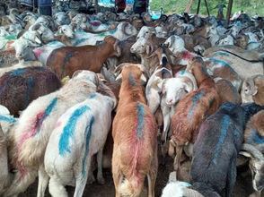 ሚያዝያ  18፣2016 -  ''የፀጥታ ችግር በምርት አቅርቦቱ ላይ ምንም ዓይነት ተፅህኖ አላሳደረብኝም'' የአዲስ አበባ ንግድ ቢሮ