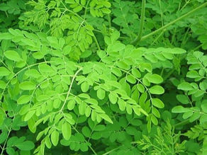 ጥቅምት 20፣2017 - በሞሪንጋ ወይም ሺፈራው ተክል በተለያዩ ጊዜያት በተደረገ ጥናትና ምርምር ከፍተኛ ፕሮቲን እንዳለው ይነገራል