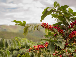 ጥር 29፣2016 - የአፍሪካ ቡና ሳምንት አውደ ርዕይ በሚሊኒየም አዳራሽ ተከፈተ