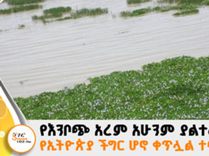 የእንቦጭ አረም አሁንም ያልተፈታ የኢትዮጵያ ችግር ሆኖ ቀጥሏል ተባለ፡፡