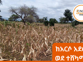 ጥር 18፣2016 -ድርቅ እየፈተነው ያለው የአርሶ አደር ህይወት